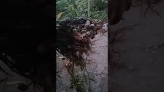 panen kacang  um 82 @drm6654