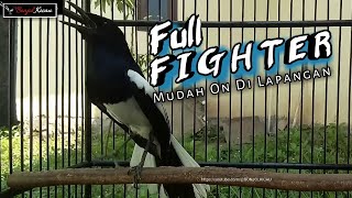 AWAS MBAGONG !!! KACER FULL FIGHTER CARI MUSUH UNTUK PANCINGAN KACER DI LAPANGAN - BONJOL KICAU