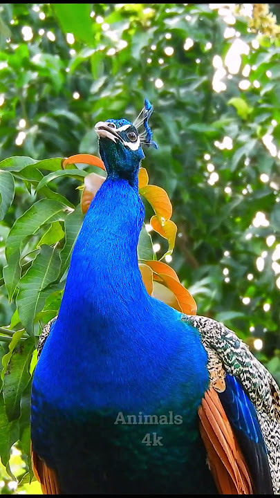 High quality peacock sound call short video #peacocksound #birds
