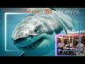 Братя Бабечки Морска акула Братя Бабечки Морска акула