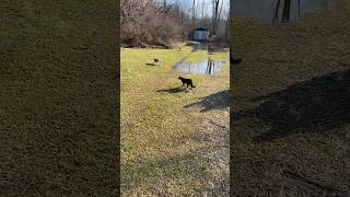 This is the first time that Hachi has been outside since she was a kitten😇