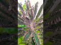 Anung plant ito? Comment na#shorts #shortvideo #shortsfeed #plants #rare #amazing