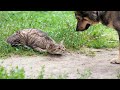 Cat tackles dog  60 minutes funniest pets