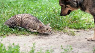 Cat TACKLES Dog! | 60 Minutes FUNNIEST Pets