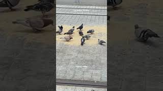 ?❤️حمامPigeons❤️اشتركوا في قناتنا احبابي♥️?ليصلكم كل جديد??YasinOum walidfypcapcut.