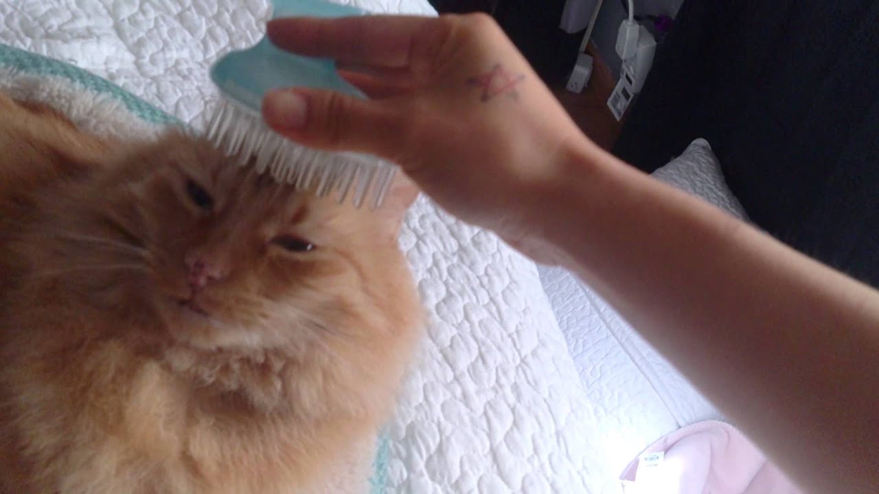 Cat head massager YouTube
