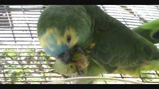 Vignette de la vidéo "Palm Nuts: A Natural Treat for Parrots of All Sizes"