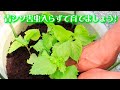 青シソ(大葉)100円ネットで害虫対策して植え付け~対策してない苗は遣られました~