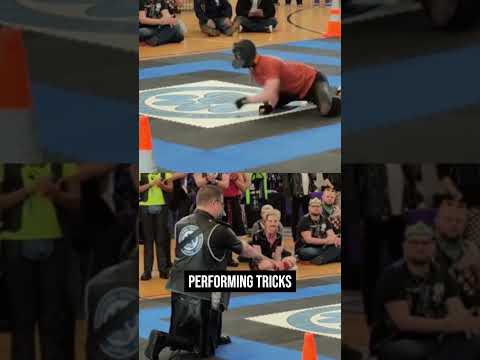 Dog People Obedience Competition Viralvideo News Futurenow Dogs Animals Funny 