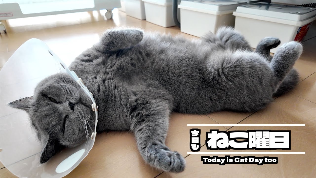 真夏の猫はとにかく自由を満喫してましたw【ブリティッシュショート