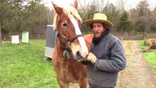 Horse Shoeing with Titus Morris in Kentucky - How to Shoe Horses