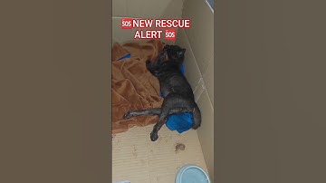 Please read pinned comment #cat #help #donate #vetbills #kitten #rescue #adoptme