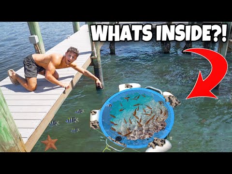 I Found A ABANDONED FISH PEN FULL Of FISH!!