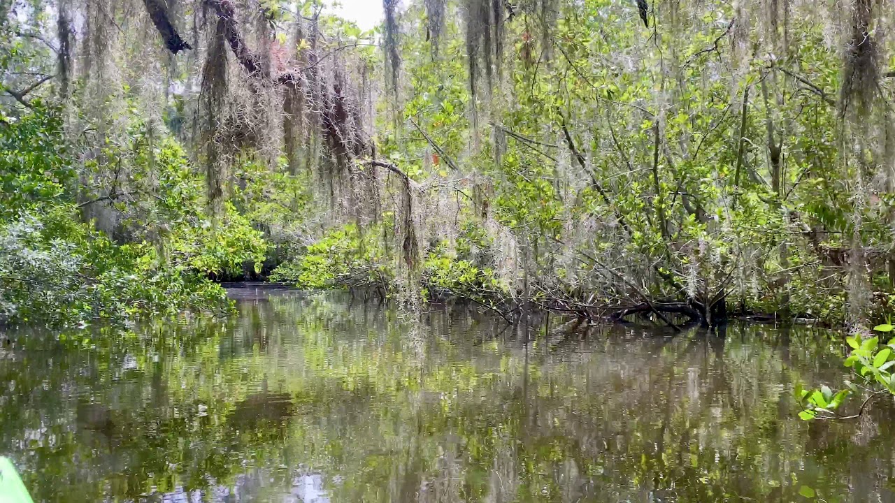 Video of Oscar Scherer State Park, FL from Jennifer L. - YouTube