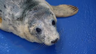 Rescuing Cute Baby Seal Pups | 24 Hours With | BBC Earth