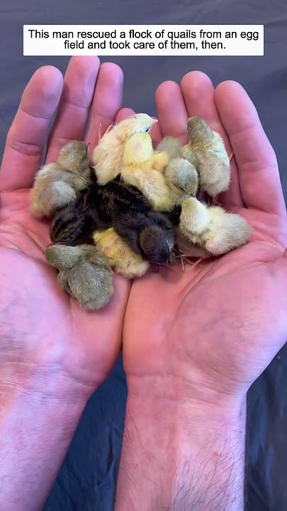 This man rescued a flock of quails from an egg field and took care of them, then.
