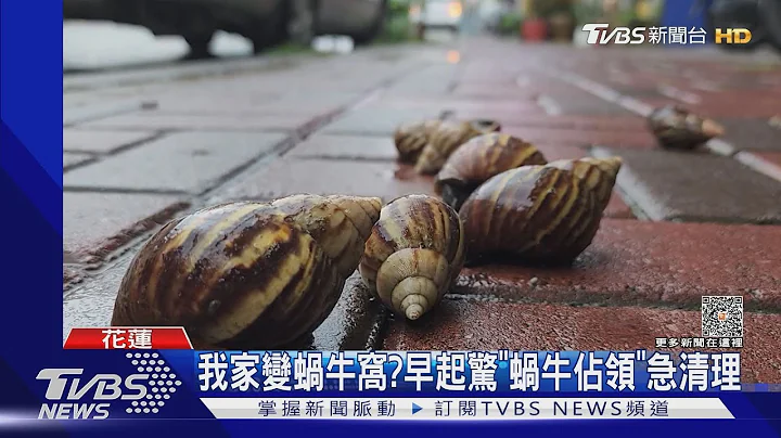 越狱了?疑束口没绑紧 蜗牛大军爬满民宅｜TVBS新闻 @TVBSNEWS01 - 天天要闻