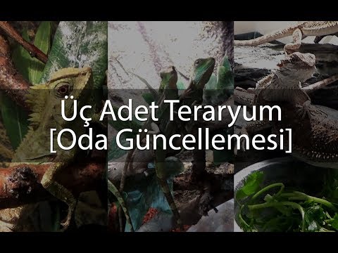 Üç Adet Teraryum - O.Bukalemunu,Bearded ve C.Water Dragon