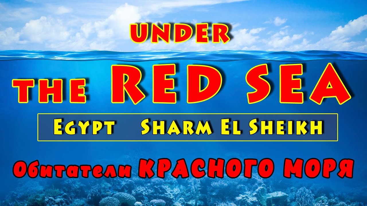 Sharm El Sheikh. Egypt.  Nabq Bay.  Under the RED SEA.  Рыбы КРАСНОГО МОРЯ.  Шарм Эль Шейх.