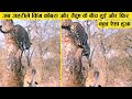 देखिए क्या हुआ जब किंग कोबरा और तेंदुए के बीच हुई लड़ाई ll Wild animal amazing fight recorded on cam