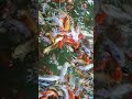 кормить карпы кои, корм для кои, coppens, jpd, https://koi.cxua.biz