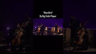 Big Violin Player - Blue Bird