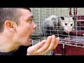 Potter the Opossum...