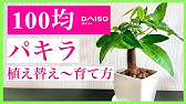 観葉植物 100均グッズだけで観葉植物サンスベリアを簡単に育てる方法 虎の尾 サンセベリア Youtube