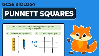 How to Draw Punnett Squares - GCSE Biology