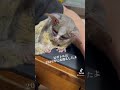 【早分かり】ショウガラゴの生体価格と飼育について