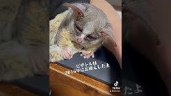 ピザトルpizzatoru Youtube