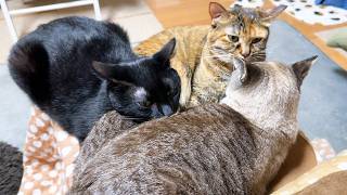 頑張ったご褒美に甘える黒猫くんと状況を見てフォローがすごい茶トラ猫くん
