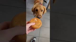 This Dog Is Addicted To Mcdonalds Hamburgers