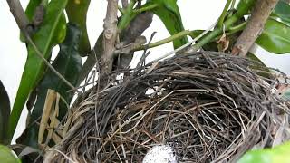 Red Vented Bulbul Bulbul Nest