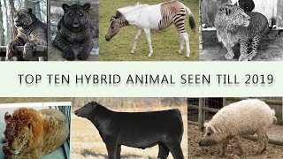 Top 10 Hybrid Species Never Seen Before Present Today In 2021