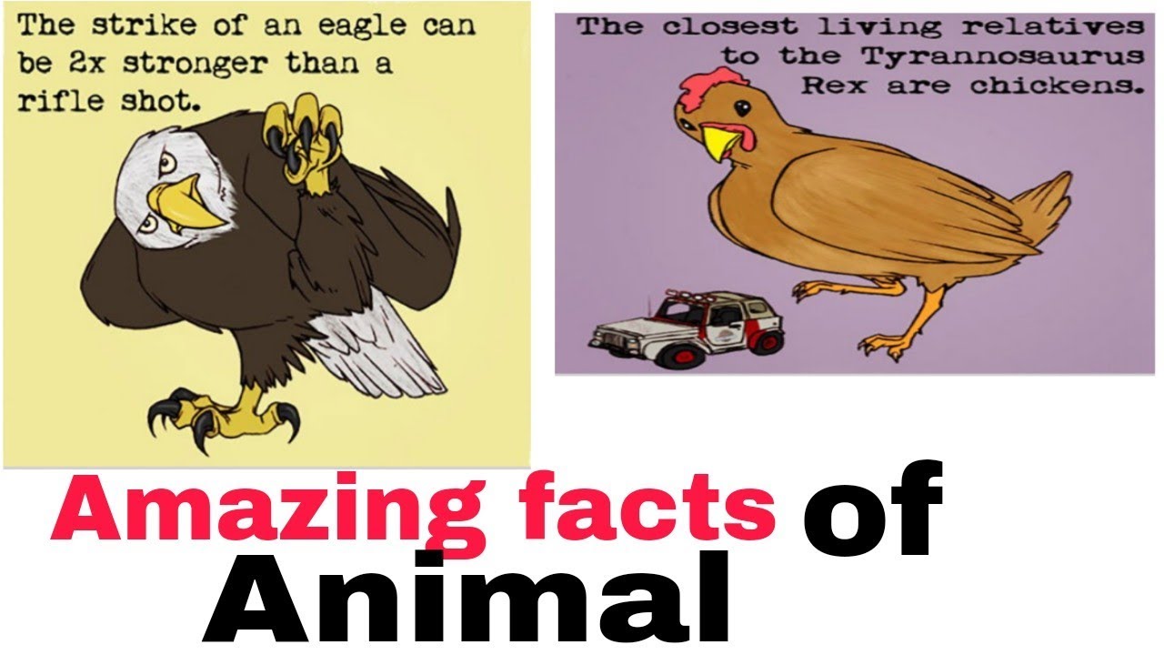 Facts about animals