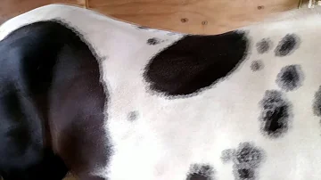 Como saber se um cavalo e Pampa?