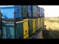 Platforma apicola ( Trailer hives )