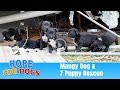 Hope Rescues 7 Puppies & Mangy Dog - The Dog Saviors