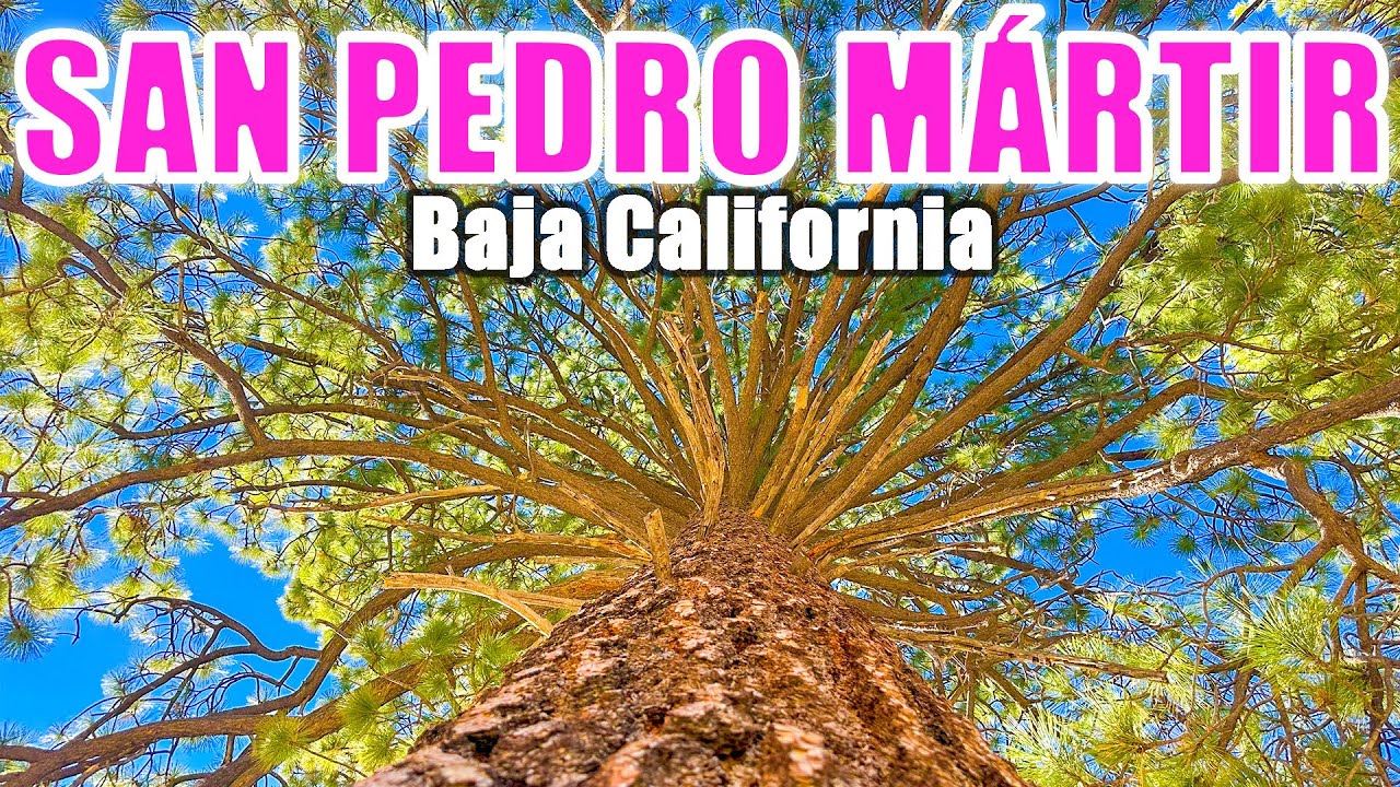 Sierra de San Pedro Mártir: Como llegar, Que Hacer | Tips de Viaje y Costos 🇲🇽