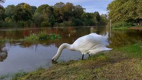 GOPRO HERO9 - 2.7K Linear Horizon Levelling & Slow Motion Hypersmooth 3.0 - Swans On The River