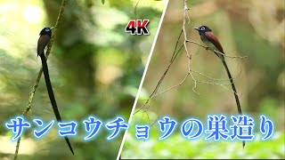 サンコウチョウの巣造り