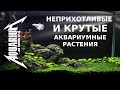 Неприхотливые и крутые аквариумный растения для начинающих и медленных травников