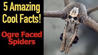 5 Fascinating Facts About Ogre Faced Spiders