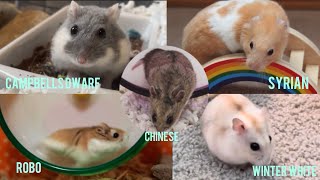 The 5 Domesticated Species of hamsters