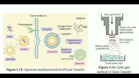 12 std Bio Botany chapter- 4 Principles and processes of Biotechnology (direct or Vectorle