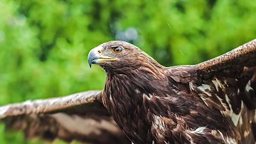 ¿Cuál es la distribución del águila real en el territorio nacional?