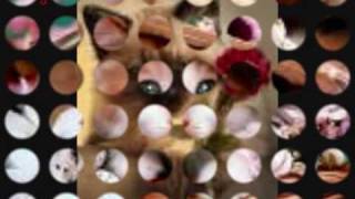 Kwint Hloot Par Tot - Idiots