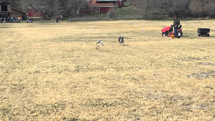 Lacie Grace Herd of Wyoming Straight Lure Coursing