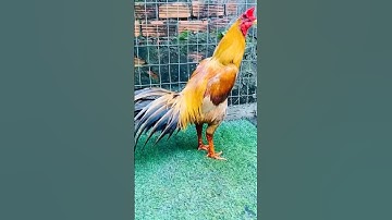 Khét nghẹt đẹp hết nước chấm #shorts #subscribe #youtubeshorts #yêuđộngvật #trending #baotondongvat